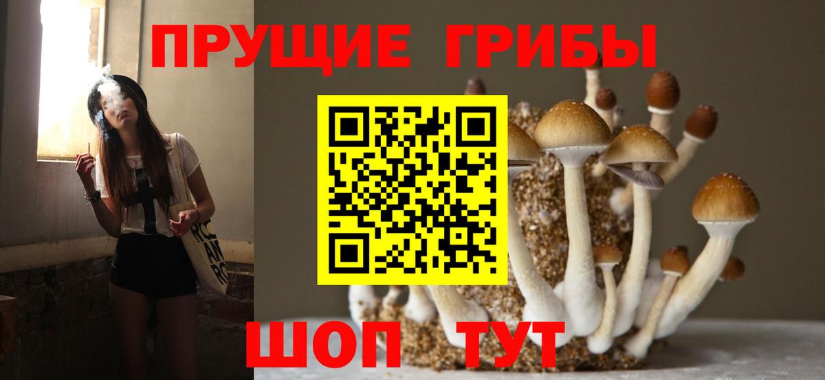 Псилоцибиновые грибы Cubensis Карабулак